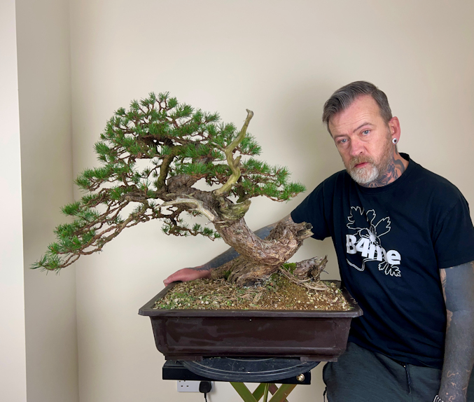 Scots Pine bonsai 