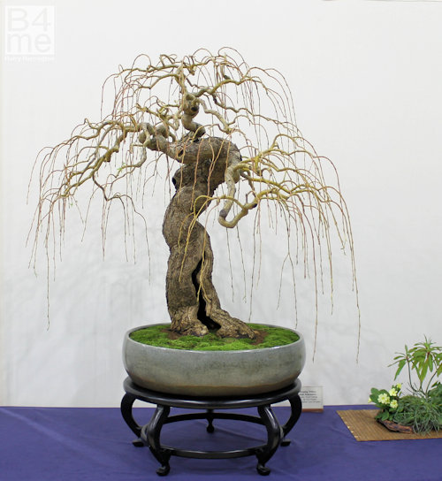 Willow bonsai by Simon Temblett